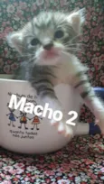 Gatos