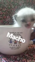 Gatos