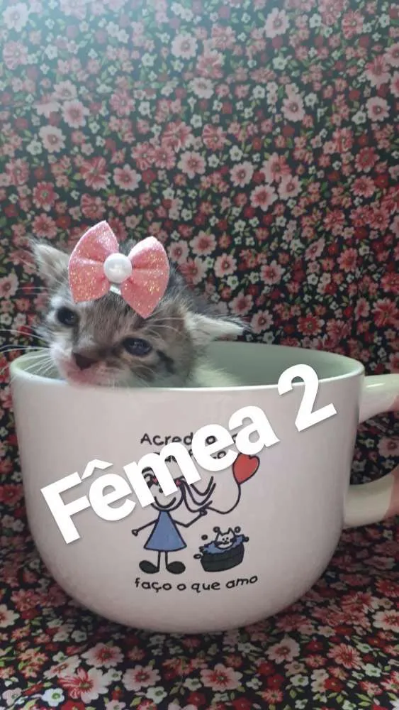 Gato ra a Srd idade Abaixo de 2 meses nome Gatos 