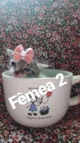 Gatos