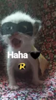 Gatos