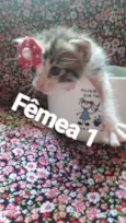 Gatos