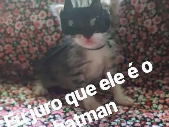 Gato ra a Srd idade Abaixo de 2 meses nome Gatos 