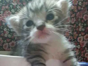 Gato raça Srd idade Abaixo de 2 meses nome Gatos 