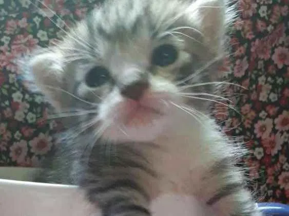 Gato ra a Srd idade Abaixo de 2 meses nome Gatos 