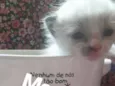 Gatos