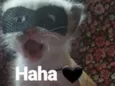 Gatos