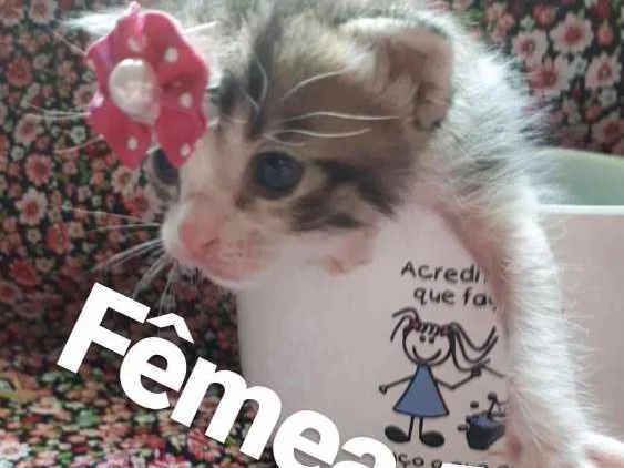 Gato ra a Srd idade Abaixo de 2 meses nome Gatos 