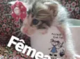 Gatos