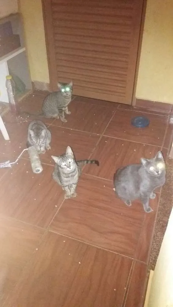 Gato ra a diversas  idade 7 a 11 meses nome nina...