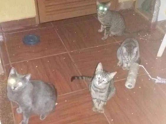 Gato ra a diversas  idade 7 a 11 meses nome nina...