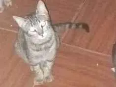 Gato ra a diversas  idade 7 a 11 meses nome nina...