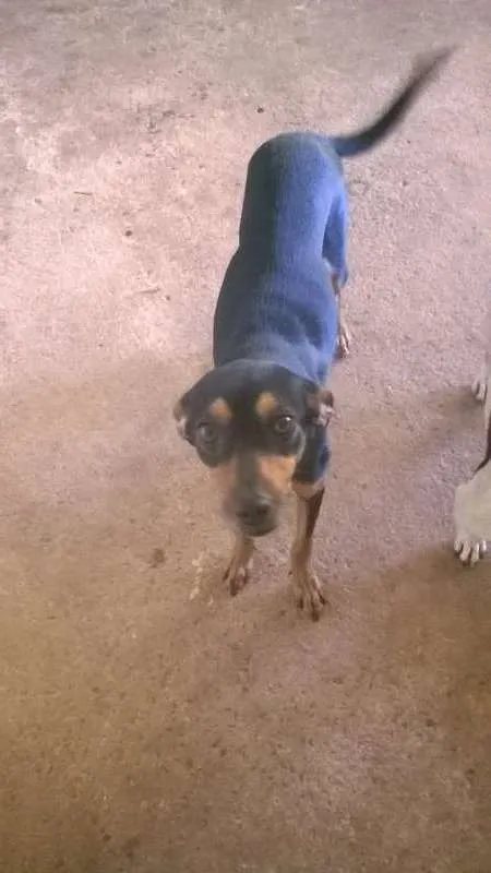 Cachorro ra a Vira lata idade 1 ano nome Mel