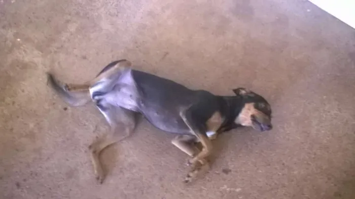 Cachorro ra a Vira lata idade 1 ano nome Mel