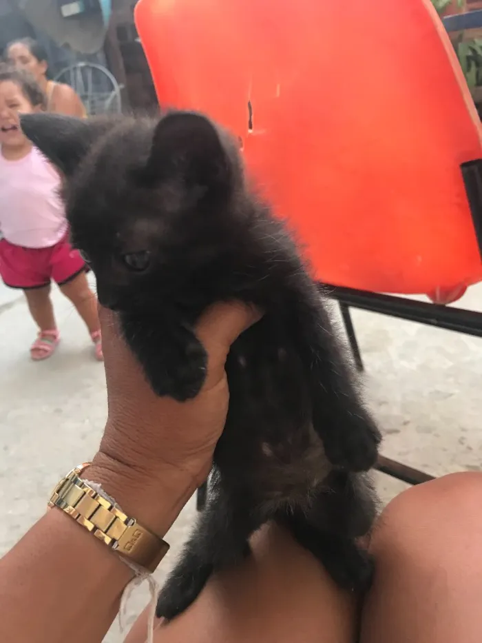 Gato raça Felino idade Abaixo de 2 meses nome Safira