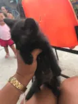 Safira