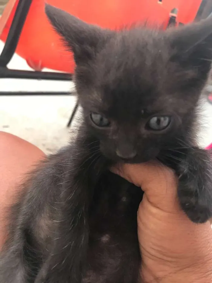Gato raça Felino idade Abaixo de 2 meses nome Safira