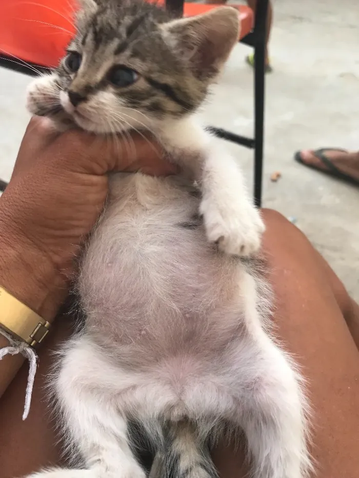 Gato raça Felina idade Abaixo de 2 meses nome Penelope