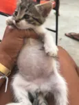 Penelope