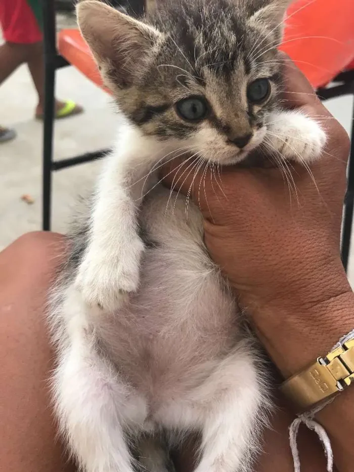 Gato raça Felina idade Abaixo de 2 meses nome Penelope