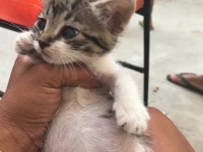 Gato raça Felina idade Abaixo de 2 meses nome Penelope