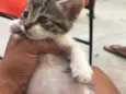 Penelope