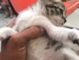 Penelope
