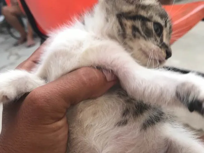 Gato raça Felina idade Abaixo de 2 meses nome Penelope