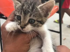 Gato raça Felina idade Abaixo de 2 meses nome Penelope