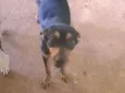 Mel