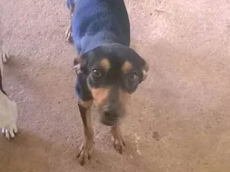 Cachorro ra a Vira lata idade 1 ano nome Mel