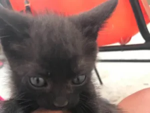 Gato raça Felino idade Abaixo de 2 meses nome Safira