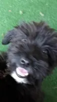 Peludinho