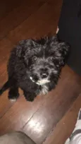 Peludinho