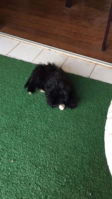Cachorro ra a Yorkipoo idade 2 a 6 meses nome Peludinho