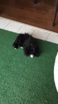 Peludinho