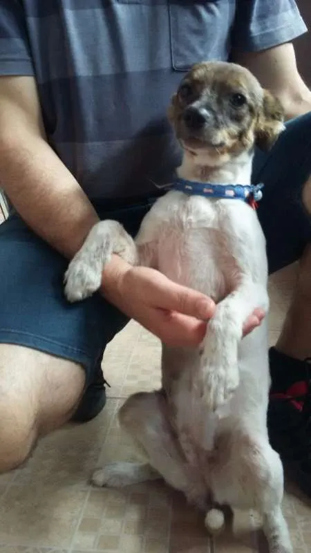 Cachorro ra a Indefinida idade 2 anos nome Frida