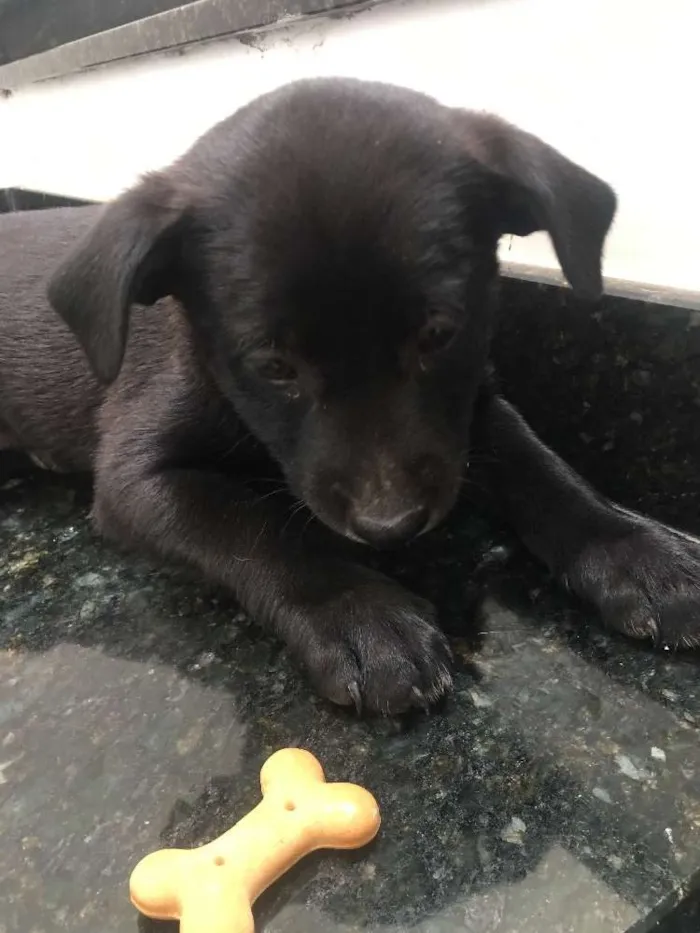 Cachorro ra a Sem raça definida idade 2 a 6 meses nome Cachorrinhos 