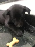 Cachorrinhos
