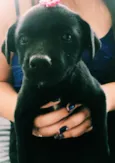 Cachorrinha 