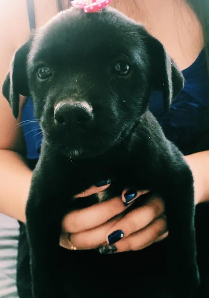 Cachorro ra a Sem raça  idade 2 a 6 meses nome Cachorrinha 