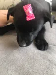 Cachorrinha 