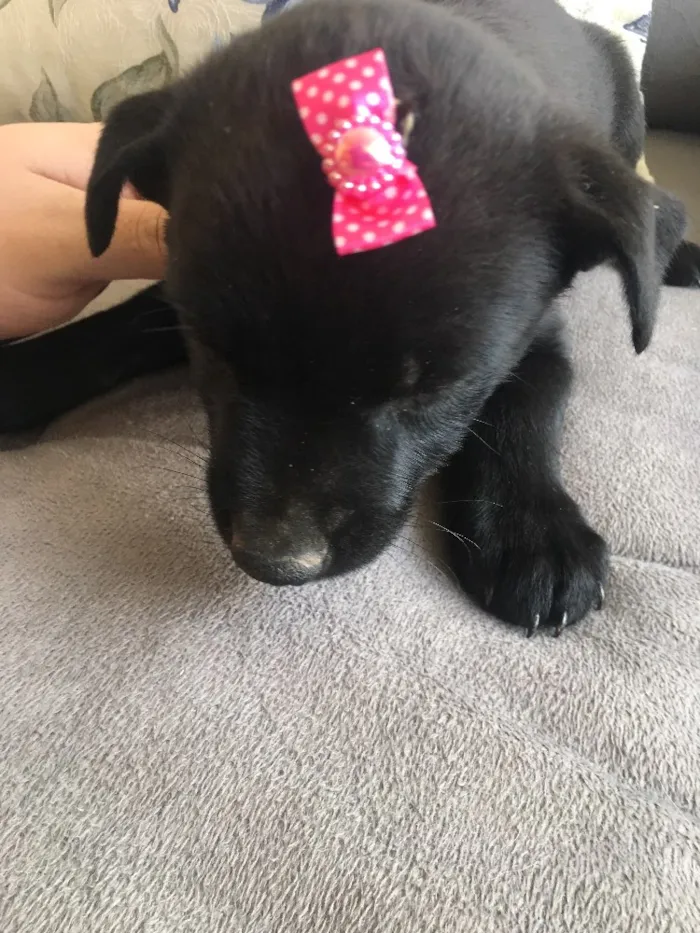 Cachorro ra a Sem raça  idade 2 a 6 meses nome Cachorrinha 