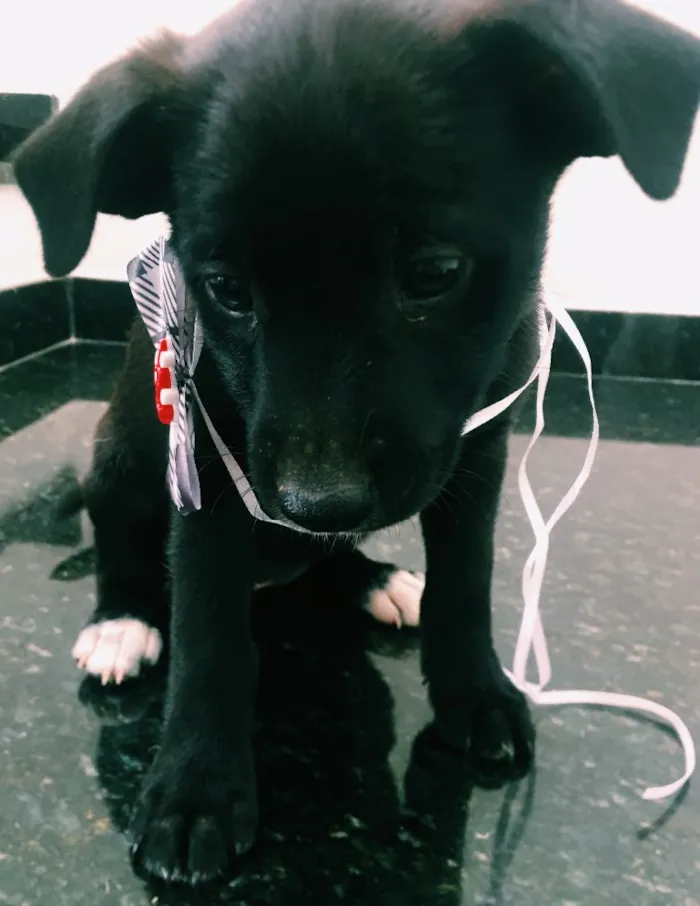 Cachorro ra a Sem raça  idade 2 a 6 meses nome Cachorrinha 