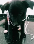 Cachorrinha