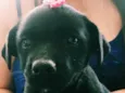 Cachorrinha 