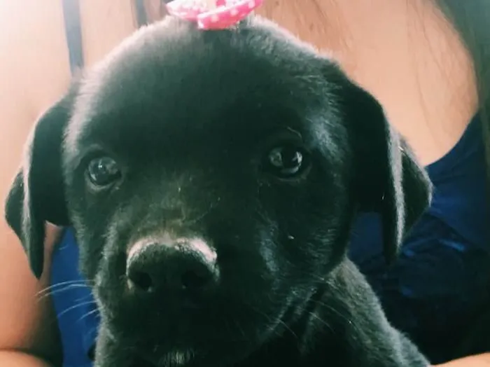 Cachorro ra a Sem raça  idade 2 a 6 meses nome Cachorrinha 