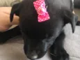 Cachorrinha 