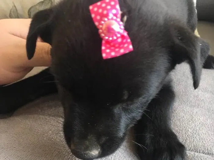 Cachorro ra a Sem raça  idade 2 a 6 meses nome Cachorrinha 