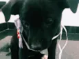 Cachorrinha 